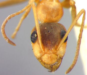 Media type: image;   Entomology 8846 Aspect: head frontal view